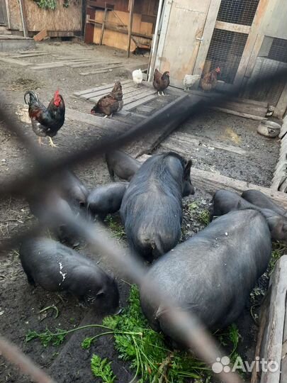 Вьетнамские вислобрюхие свиньи