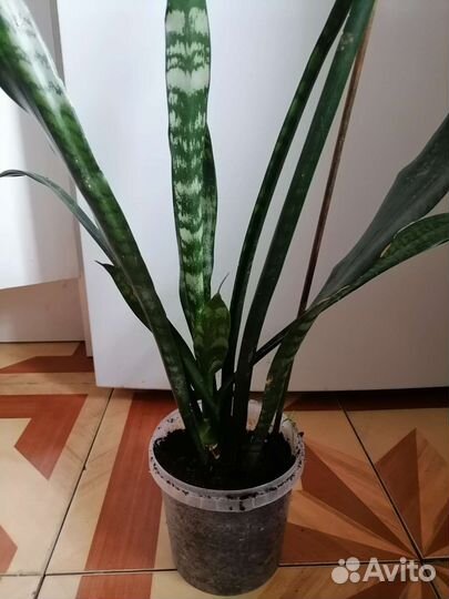 Сансевиерия