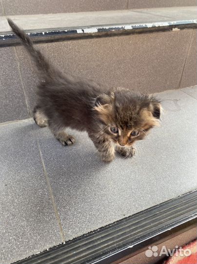 Котенок в добрые руки