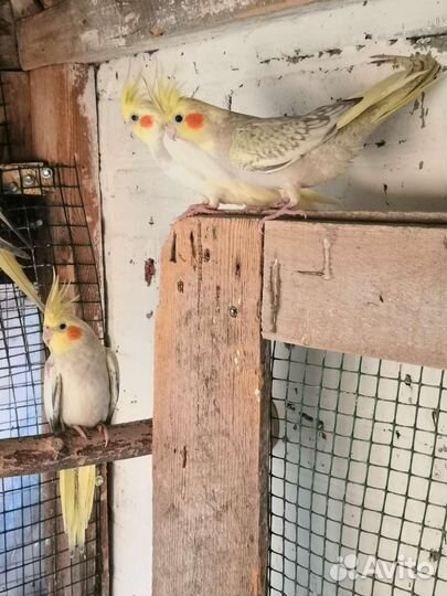 Попугай Корелла