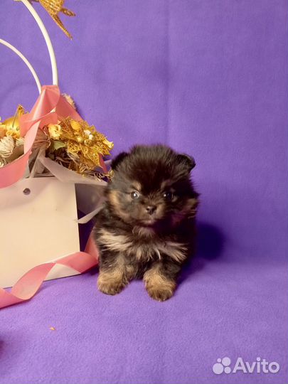 Девочка Шпиц