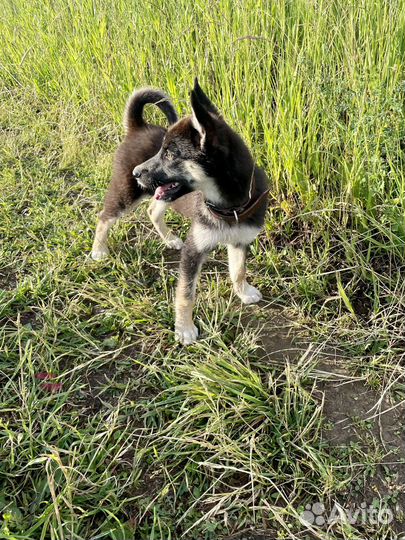 Мята ищет дом