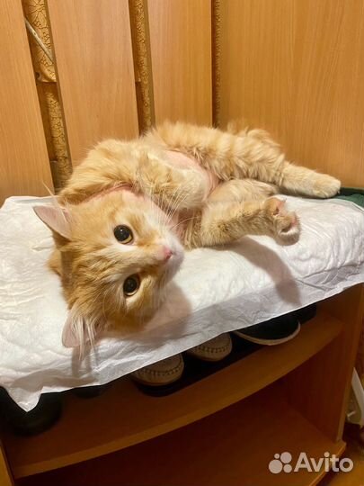 Кошка рыжая