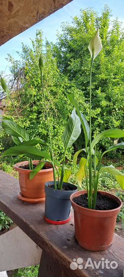 Цветок женское счастье (спатифиллум)