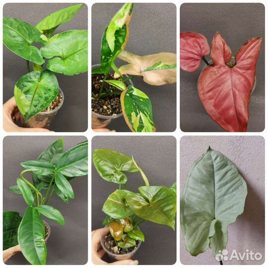 Сингониумы сортовые, 6 сорта