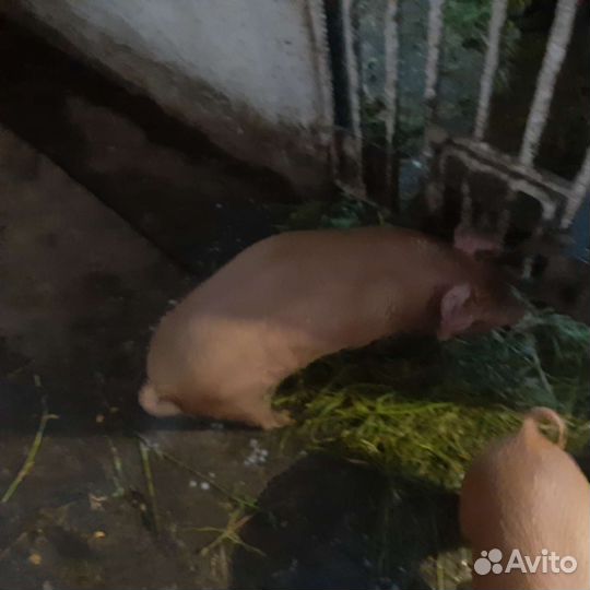 Поросята породы дюрок