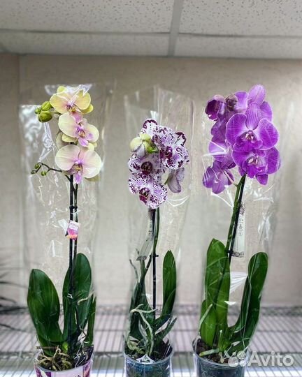 Коллекционные орхидеи