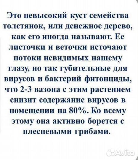 Крассула толстянка (денежное дерево)