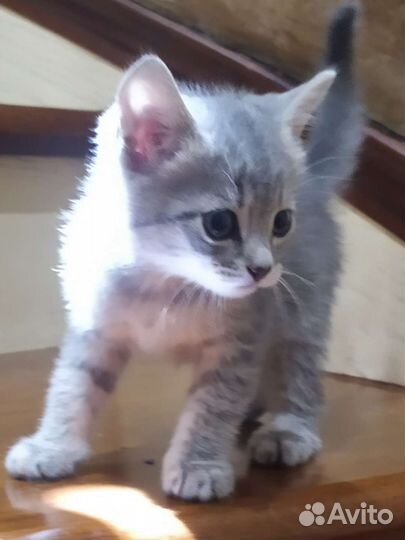 Британская шиншилла