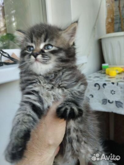 Отдам в добрые руки