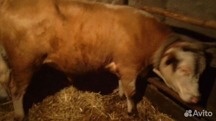 Бык производитель