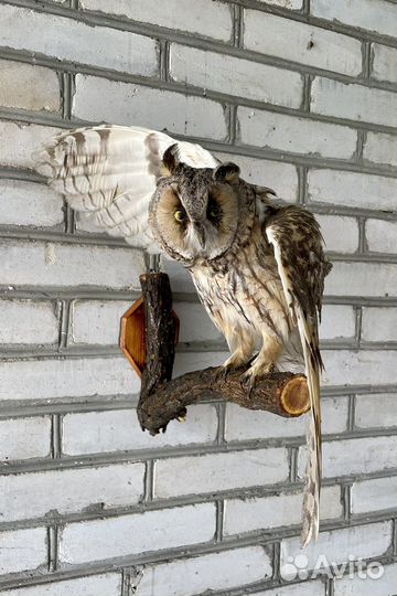 Чучело птицы