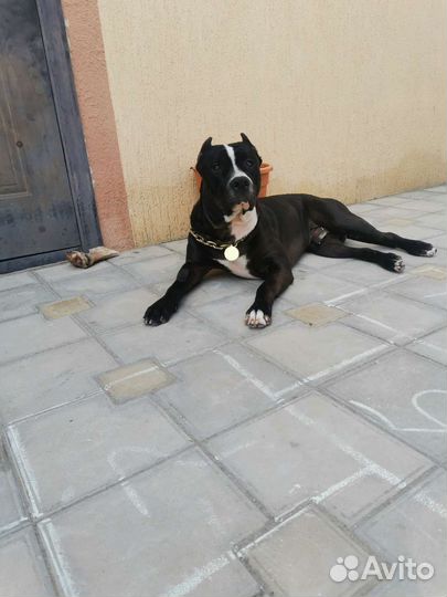 Питбультерьер