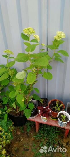 Гортензия Анабель