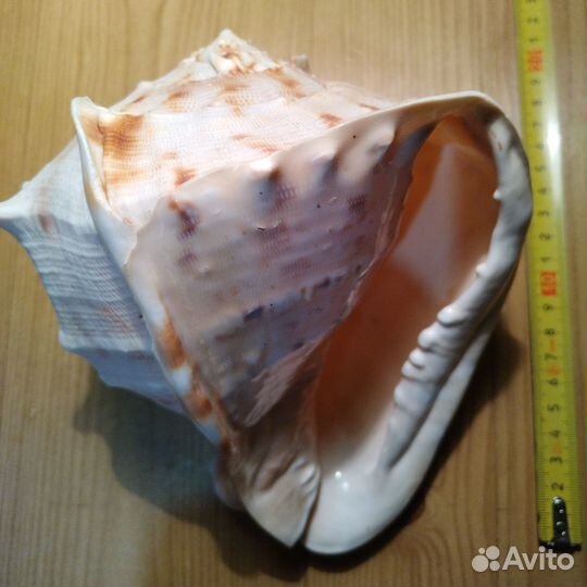 Крупная, морская раковина. 20 см