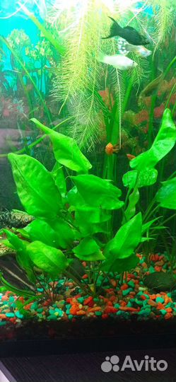 Криптокорина