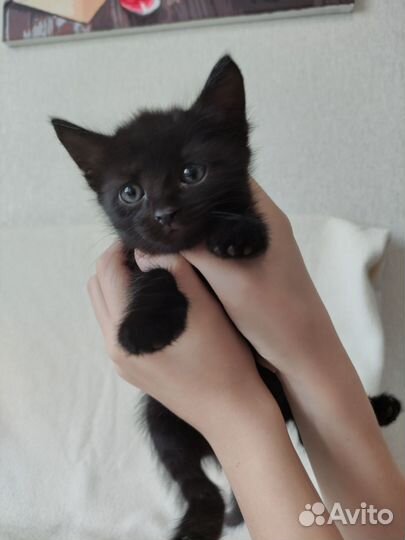 Отдам котят