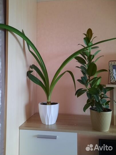 Комнатные растения