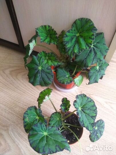 Бегония тигровая