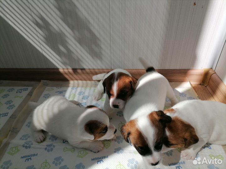 Щенки Джек Рассел Терьер с документами