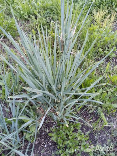 Многолетние садовые цветы