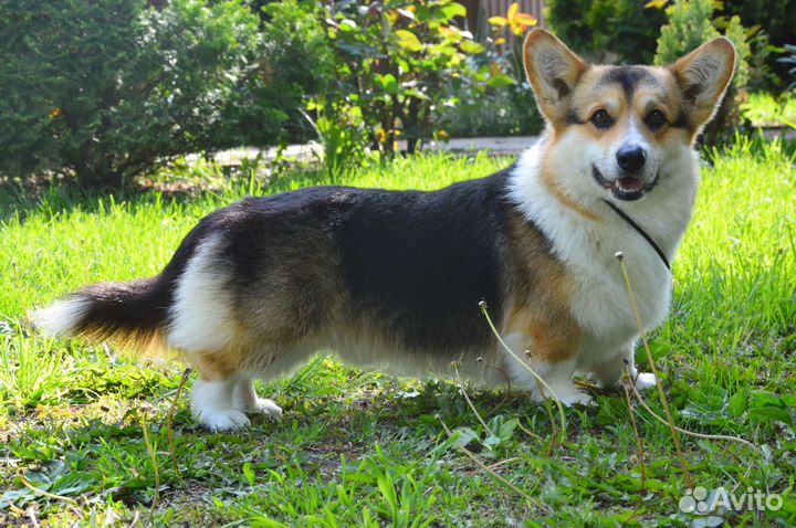Вельш-корги пемброк вязка