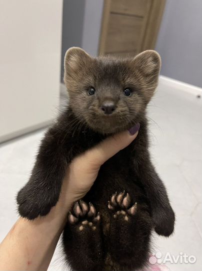 Соболь животное