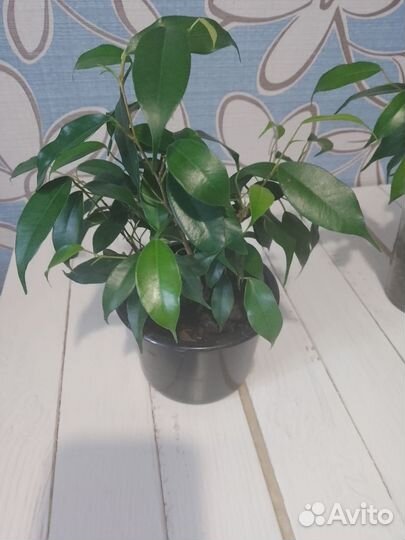 Фикус бенджамина