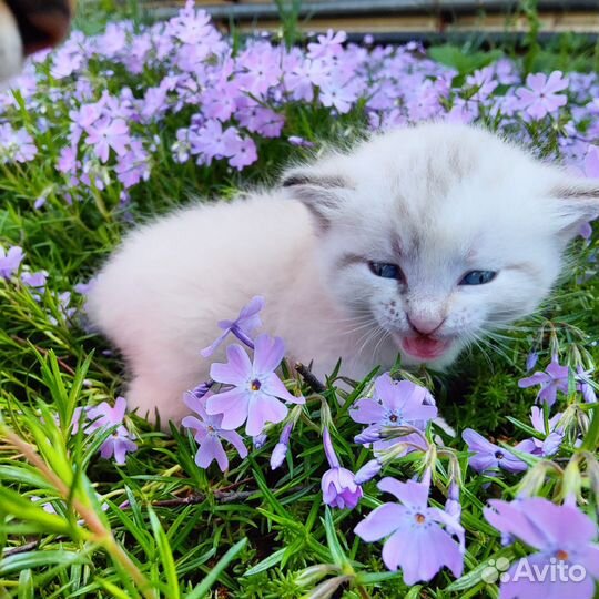 Кошка котята