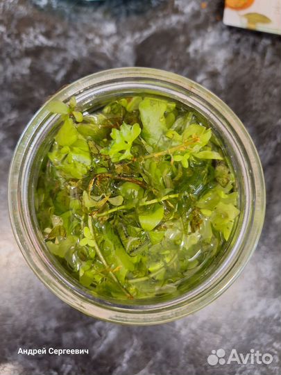 Аквариумные растения