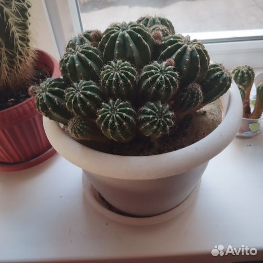 Продам цветы комнатные