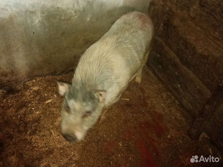 Вьетнамский хряк