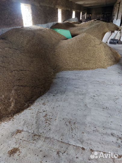 Овёс пшеница