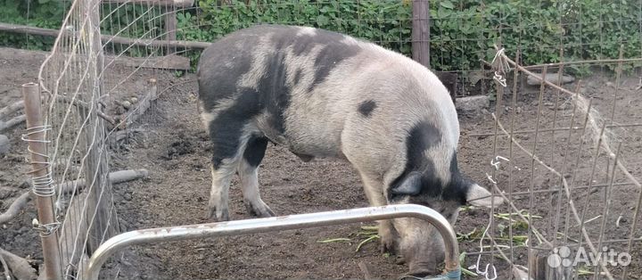 Хряк ландрас