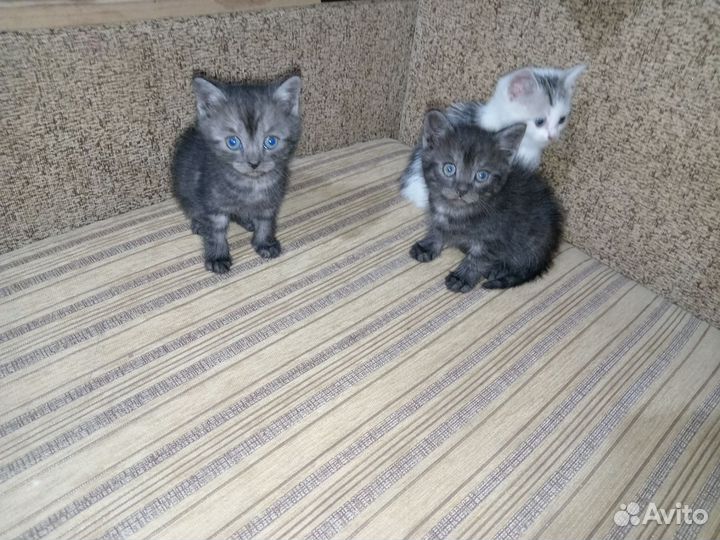 Кошка в дар