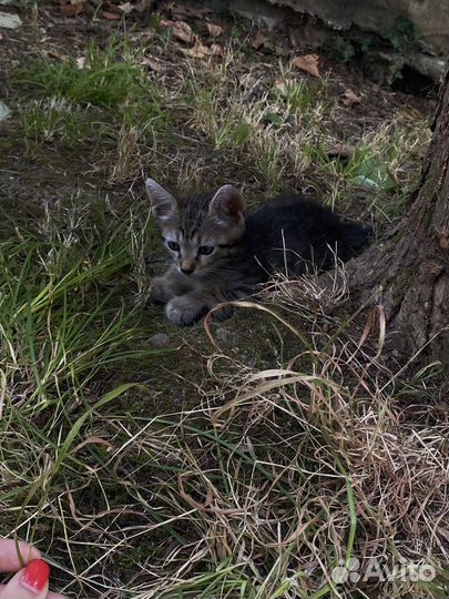 Тигровые кисики с доставкой на дом)