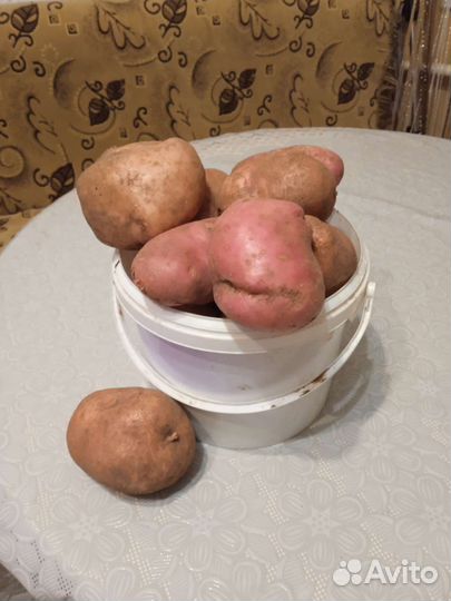 Продам картофель
