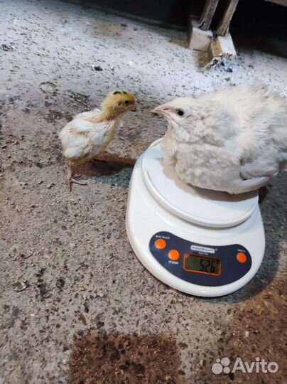 Цыплята перепелов 