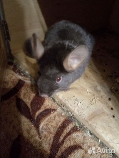 Семья шиншилл с большой клеткой