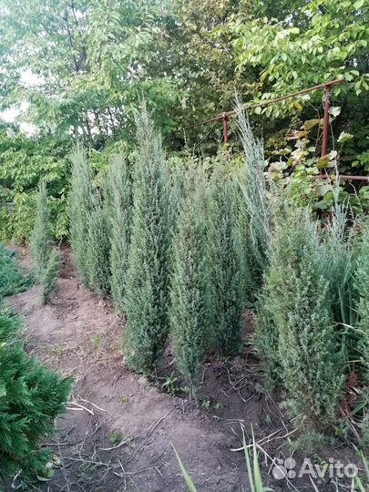 Можжевельник обыкновенный