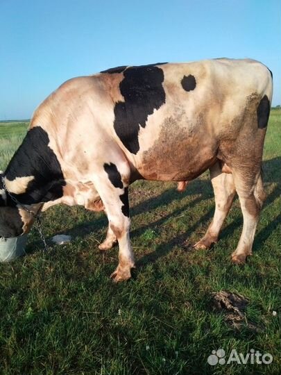 Быки живым весом