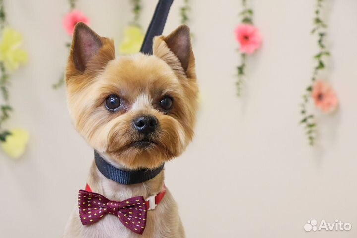 Стрижка собак и кошек. Груминг