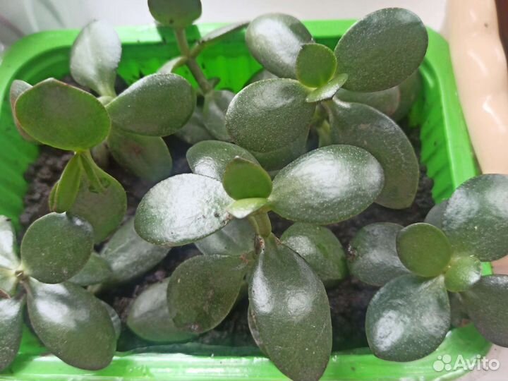 Толстянка(денежное дерево)