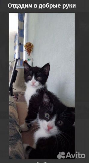Отдам котят без оплаты