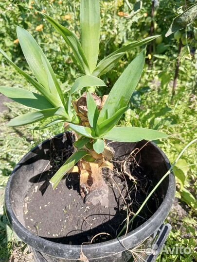 Драцена, Юкка, пальма