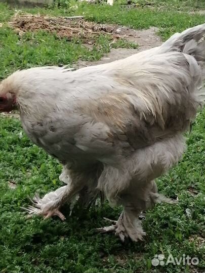 Цыпленок брама