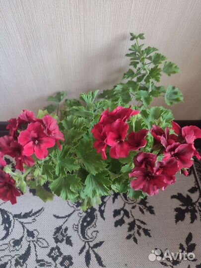Пеларгония герань