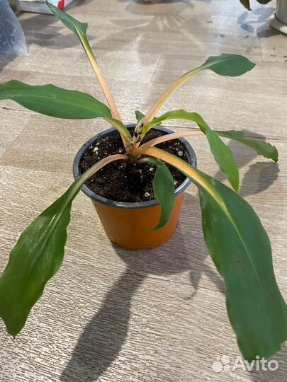Хлорофитум оранж
