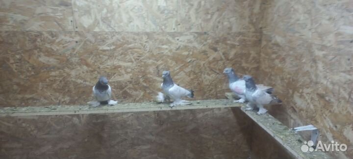 Таджикские голуби
