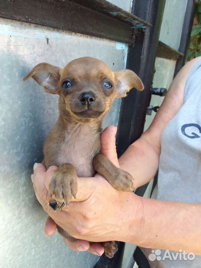 Той тейер мальчик и девочка есть ерки торг